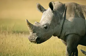 Rhinos Prints: White Rhinoceros GET 503 lake Nakuru Kenya Ceratotherium simum © Geoff Trinder / ARDEA LONDON