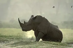 White Rhinoceros