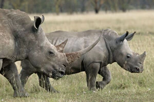Savannah Collection: White rhinoceros - adult & young. Nakuru - Kenya - Africa