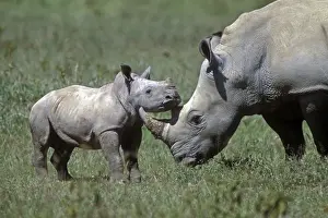 White Rhinoceros - adult and young