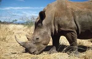White Rhinoceros - All White Rhino in Kenya killed