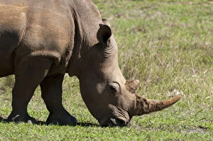 Images Dated 27th June 2011: White Rhinoceros (Caratotherium simum)