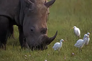 Rhinos Prints: White Rhinoceros - with Egrets