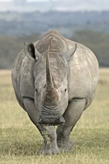 White rhinoceros - facing camera