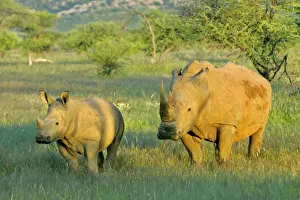 Heavy Prints: White Rhinoceros female and young in savanna Namibia, Africa