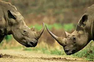 White Rhinoceros - About to but horns in territorial dispute (no injury will occur) - Hluhluwe-Umfolozi Game Reserve, KwaZulu-Natal, South Africa JPF37690