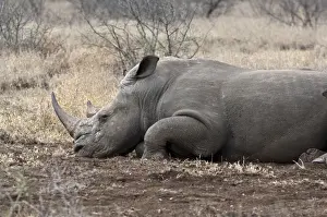 Rhinos Prints: White Rhinoceros - lying down - Kruger National Park - South Africa
