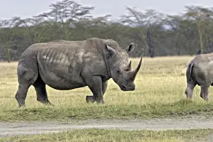 Square Lipped Prints: White Rhinoceros Nakuru, Kenya