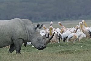 Images Dated 20th August 2004: White rhinoceros. Nakuru, Kenya, Africa