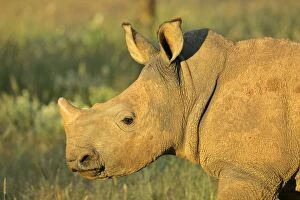 White Rhinoceros - portrait of a young