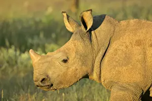 Heavy Prints: White Rhinoceros portrait of a young Namibia, Africa