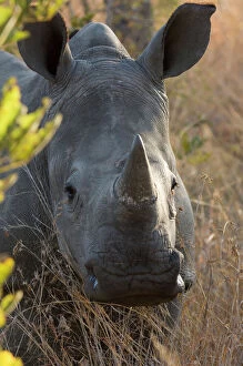 South Africa Gallery: White rhinoceros - Potrait of a male