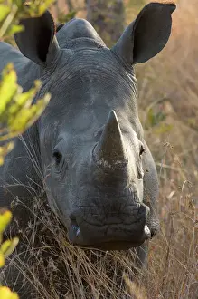 Rhinos Prints: White rhinoceros Potrait of a male South Africa, Sabi Sabi game reserve