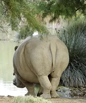Rhinos Prints: White Rhinoceros - in Safari Park - France