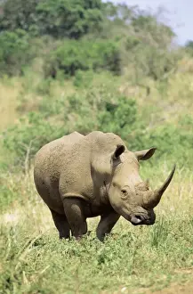 Kwazulu Natal Prints: White Rhinoceros / Square-Lipped Rhino Hluhluwe-Umfolozi Game Reserve, Natal, South Africa