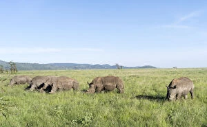 Strong Gallery: White rhinoceros or square-lipped rhinoceros