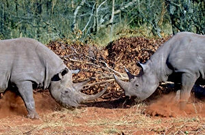 Images Dated 15th August 2012: Two White Rhinoceros, Square Lipped Rhinoceros