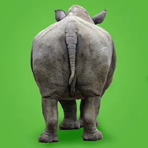 White Rhinoceros - view of animal from behind. Background colour changed