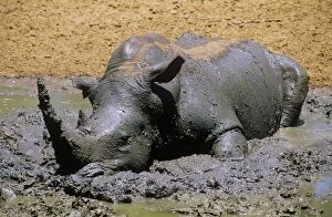 White Rhinoceros - wallowing in mud