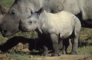 White Rhinoceros - Young next to adult