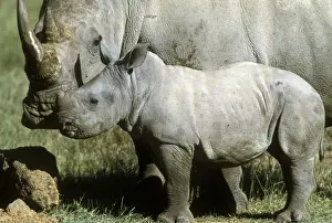 White Rhinoceros - Young next to adult