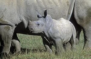 Images Dated 20th September 2007: White Rhinoceros - Young next to adult