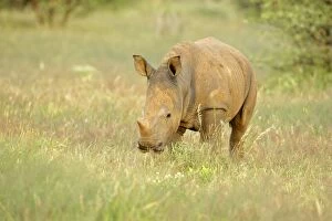 White Rhinoceros - young one feeding in grass savannah