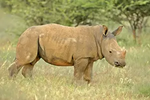 Heavy Prints: White Rhinoceros young one grazing in grass savanna Namibia, Africa