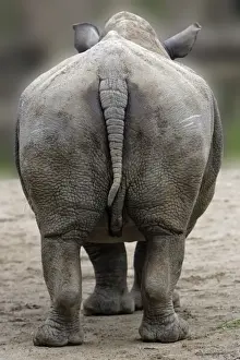 White Rhinocerosn - view of animal from behind, Hessen, Germany