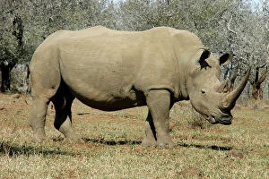 Images Dated 18th July 2005: White Rhinocerous