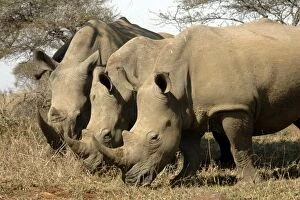 Images Dated 18th July 2005: White Rhinocerouses Trio