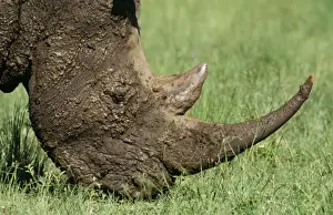 Rhinos Prints: White Rhinocerus - grazing after wallowing. Kwazulu-Natal Midlands, South Africa