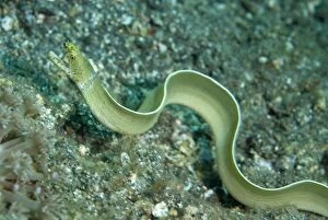 White Ribbon Eel freeswimming over sand