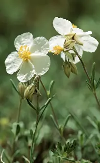 White Rock-rose