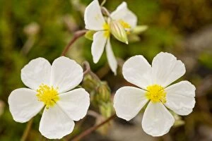 Images Dated 13th May 2008: White Rock-rose (Helianthemum apenninum); very rare on limestone in UK