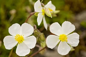 White Rock-rose (Helianthemum apenninum); very rare on limestone in UK