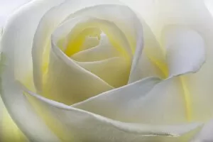 Images Dated 21st October 2011: White Rose