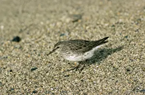 White-rumped Sandpiper