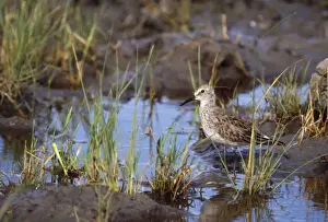 White-rumped Sandpiper Depression du Salado, Argentina