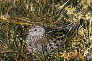Sandpiper Prints: White-rumped Sandpiper - on nest Victoria Island Canada