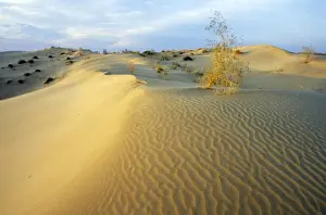 Middle East Prints: White Saxaul trees - on sand dunes with tracks of insects - track in foreground ends with a small sand bump where a