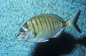 White Sea Bream Mediterranean