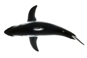 Images Dated 6th December 2014: White Shark plastic model shape Galicia, Spain
