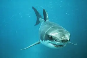 Dangerous Prints: White Shark VT 3911 Neptune Island, South Africa. © Valerie Taylor / ardea. com