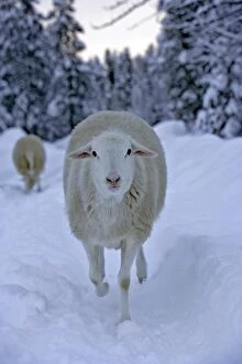 White Sheep - running in snow - close-up