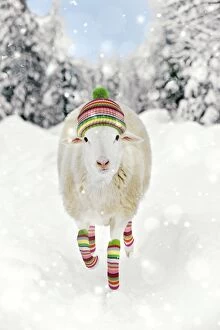 White Sheep - running in snow wearing woolly hat