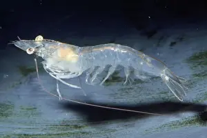 Shrimp Prints: White Shrimp Also known as: Litopenaeus vannamei