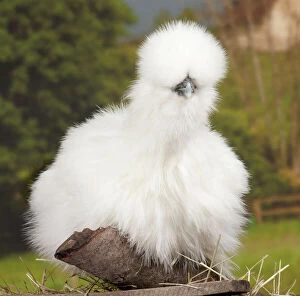 Images Dated 12th April 2017: White Silkie Chicken hen