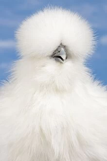 Images Dated 12th April 2017: White Silkie Chicken hen portrait