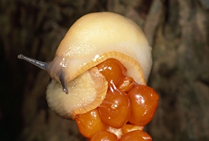 Images Dated 26th November 2012: White Slug - on Lords & Ladies berries - UK